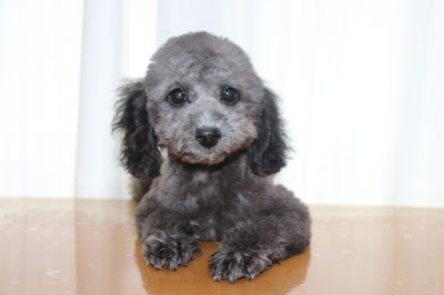 トイプードルシルバーの子犬メス 生後3ヵ月 A Happy Dog Life
