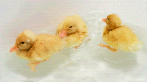 baby ducks