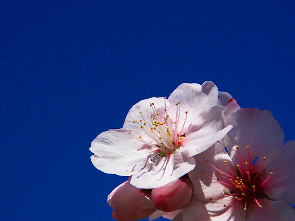 壁紙 アーモンドの花 Xgaデスクトップ アーモンドの壁紙 花の無料壁紙写真 花の無料写真素材 四季の花の写真集