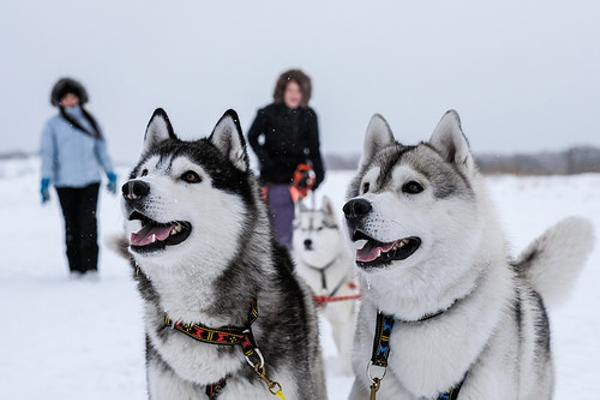 チョビ また教授が高い犬ゾリ犬を連れてきた シーザー 今年も振り落とされそうw 犬へのボケ ボケて Bokete