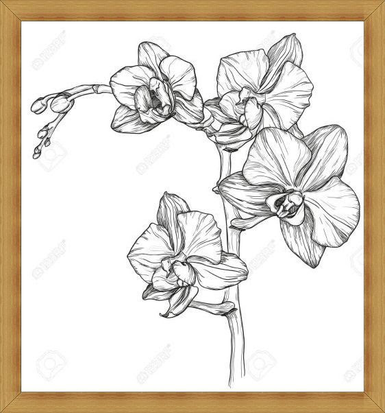 Gambar Sketsa Bunga Indah Mulai dari Mawar Melati Gambar Sketsa Bunga Indah Mulai dari Mawar Melati