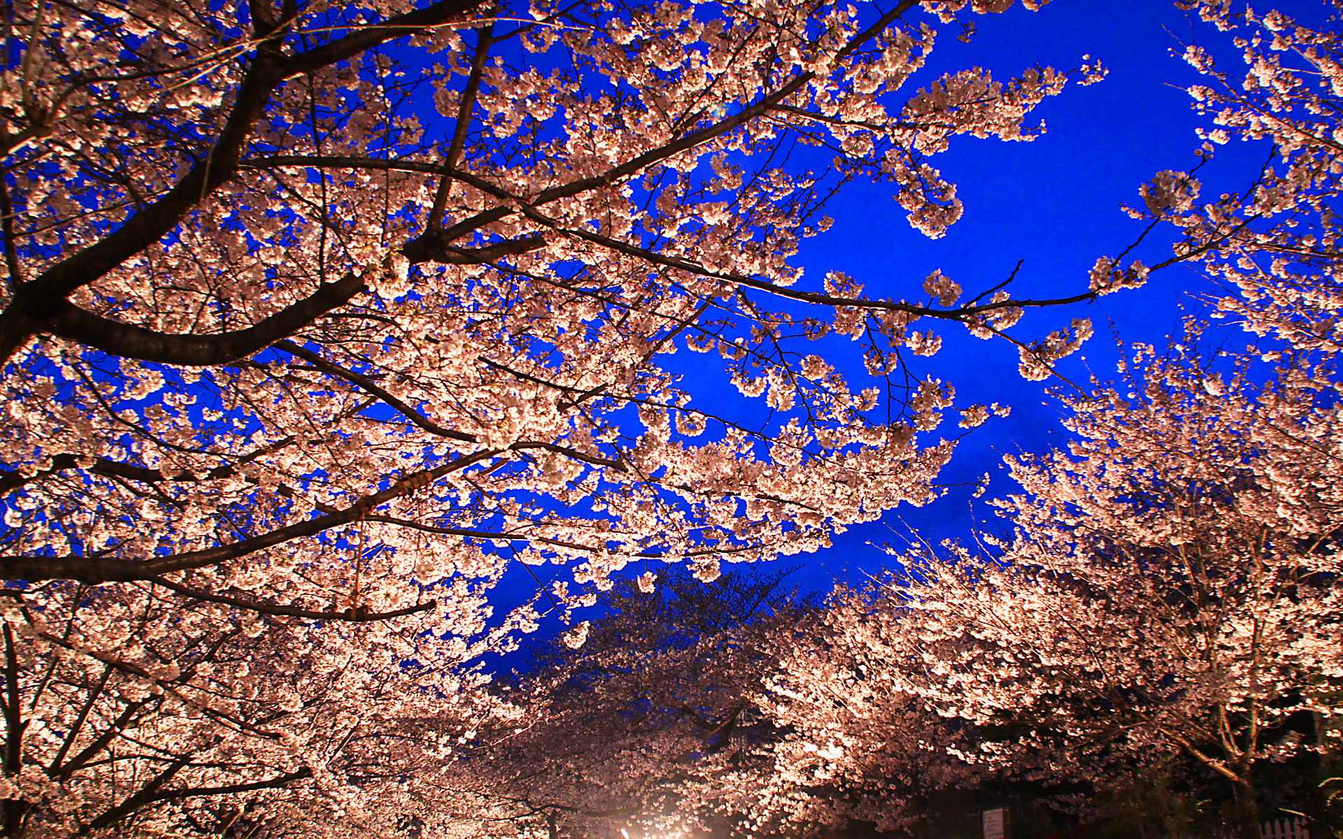 王子動物園の夜桜通り抜け 夜桜の壁紙フルhd 19 1080 Wuxga 19 10 高解像度ワイドモニター対応壁紙写真 神戸夜景壁紙 無料壁紙 神戸の夜景情報11 神戸夜景壁紙ブログ
