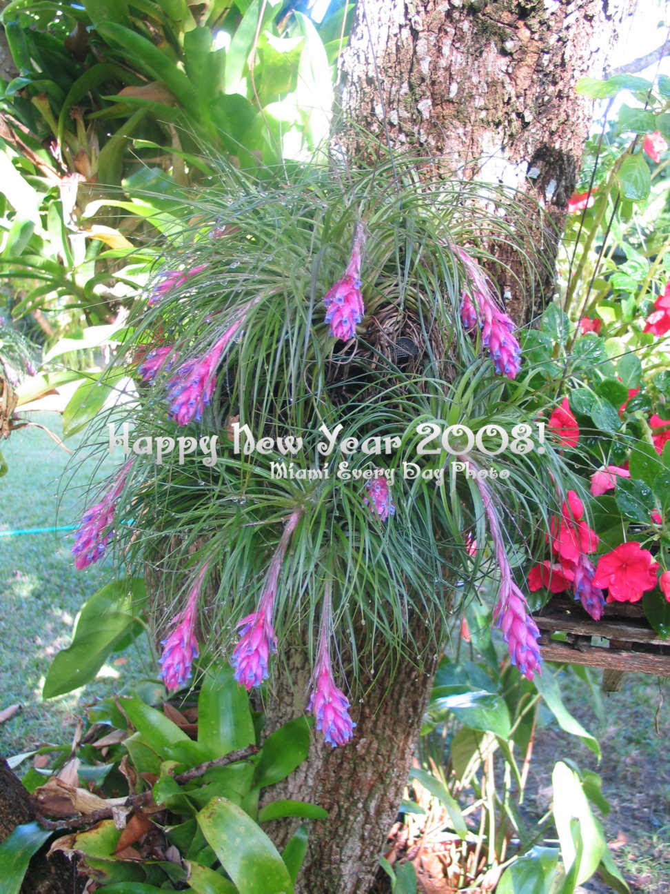 Happy New Year 2008