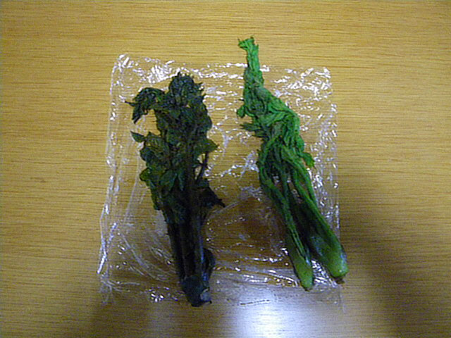 バクパパの外遊び日記 タラの芽の保存