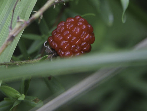 Reedy Pond-8 Dewberry