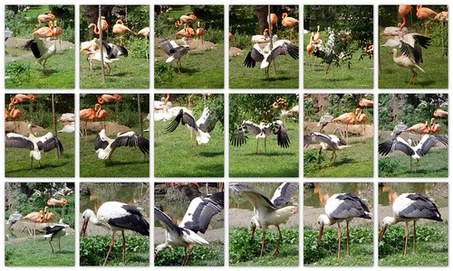 el baile de la cigüeña