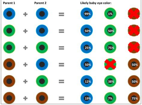  analyzing eye color genetics chart and what you need to know