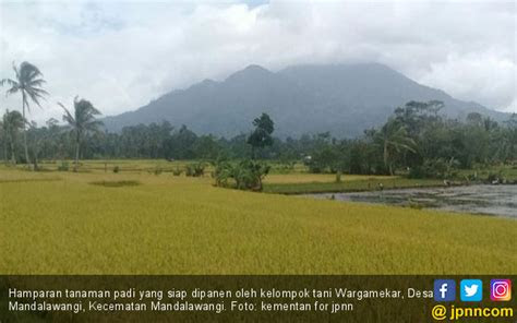 pandeglang turut sukseskan swasembada pangan daerah jpnncom