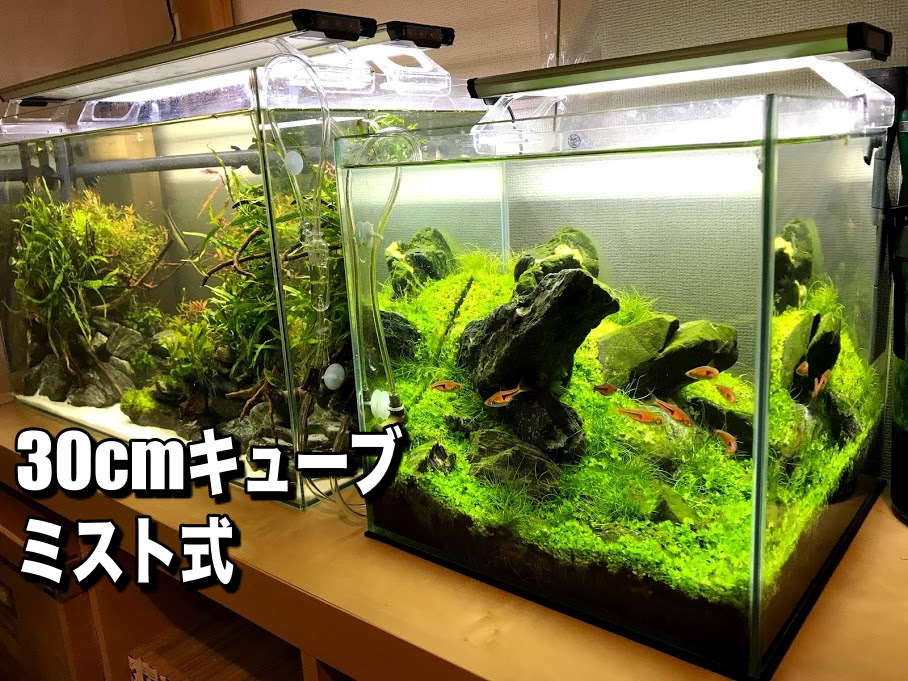 失敗しない ミスト式での立ち上げから注水まで 30cmキューブ水槽 Aqua24アクアリウム