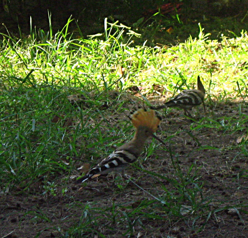 20-07-2010-hoopoe