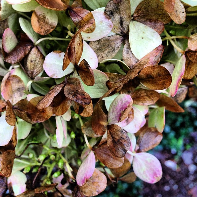 limelight hydrangea