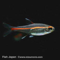 テトラ人気ランキング みずもの人気ランキング 熱帯魚のことなら みずものコム