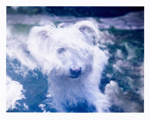 dog in clouds