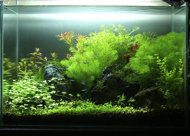 チャームコン特別賞受賞しました Shift Into Neutral