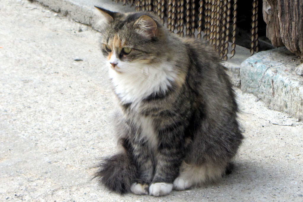 un gato de Es Bòrdes (Val de Arán)