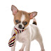 Teacup Chihuahua Breeders Ontario Canada : Click for more on our adorable dogs and boarding services.
