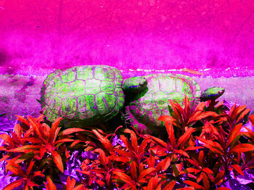 amor y desamor. CANCIONES DE AMOR Y DESAMOR