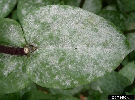 Virginialynne is an educator and mom of 5. powdery mildew (Oidium spp. ) on zinnia (Zinnia spp