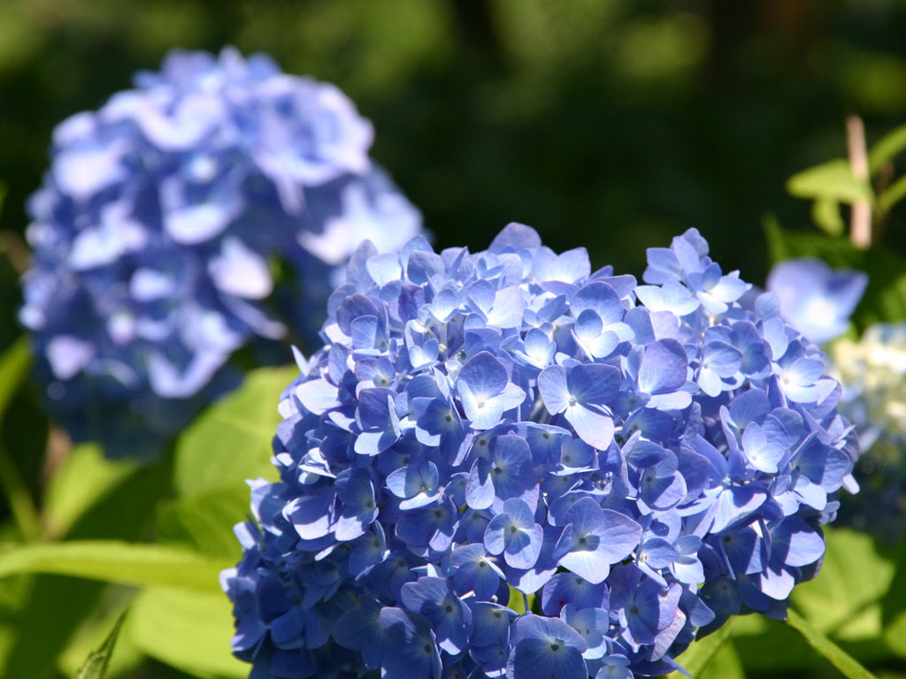 白い紫陽花と森 写真素材無料壁紙
