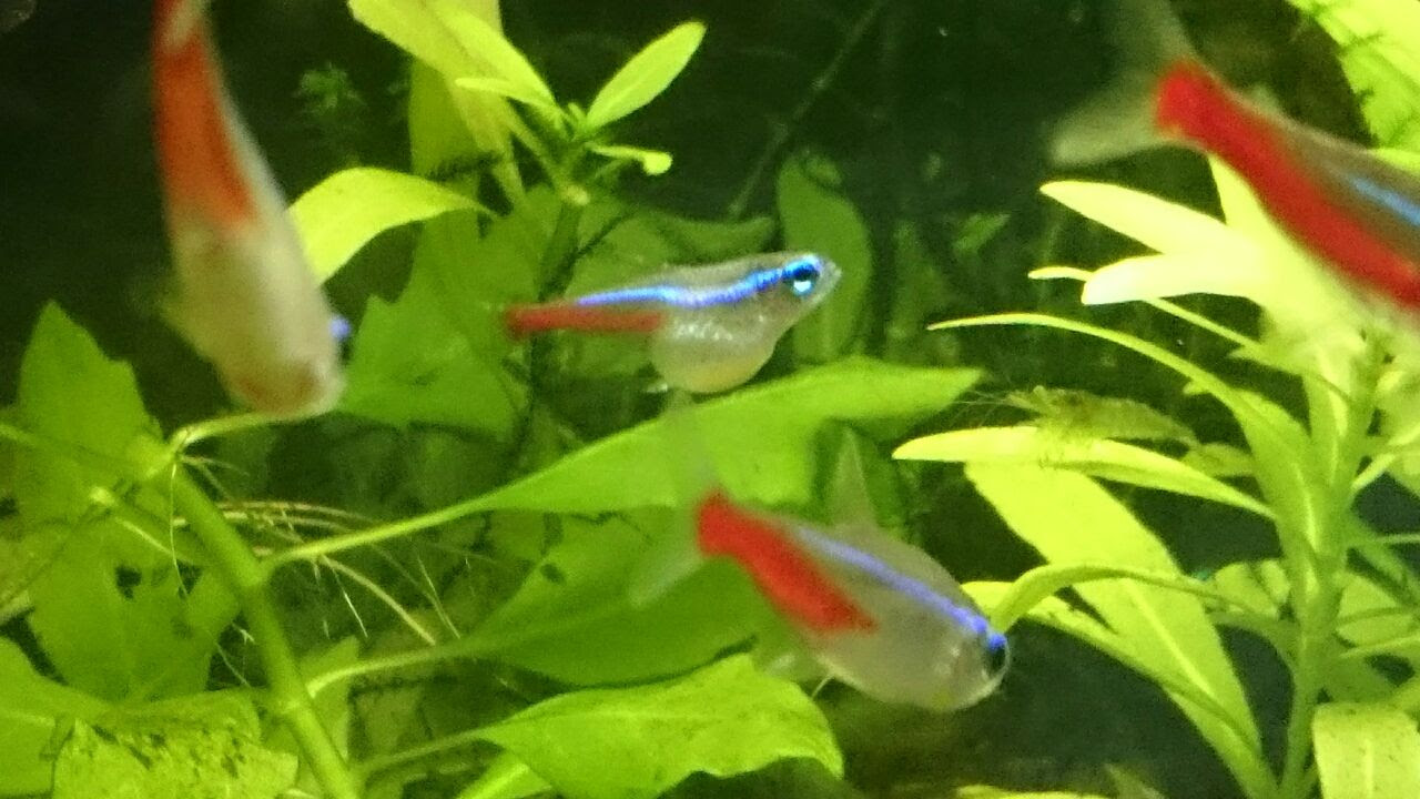 餌を食べ過ぎた ネオンテトラ 瑠璃色の天使