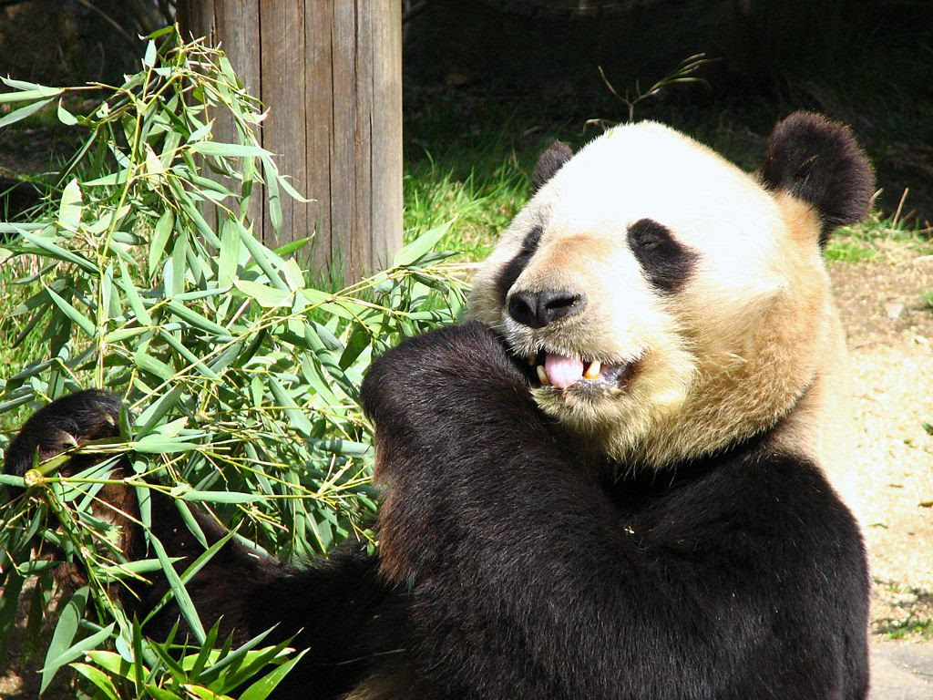 パンダ 壁紙写真集 無料写真素材