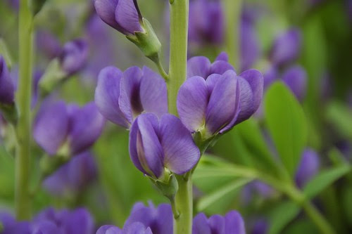 Baptisia australis