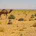 What Animals Live In The Sahara Desert