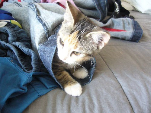 Cat in jeans | Flickr - Photo Sharing!