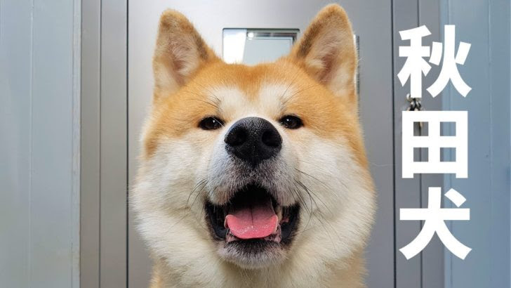 海外 秋田犬は最も頭のいい犬だよ 唯一好きな犬種だよ 外国人が秋田犬にメロメロ 海外の反応 海外の反応 ニッポンの翻訳