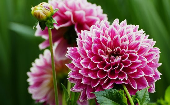 皇帝ダリアの育て方や挿し木の方法は 植物navi