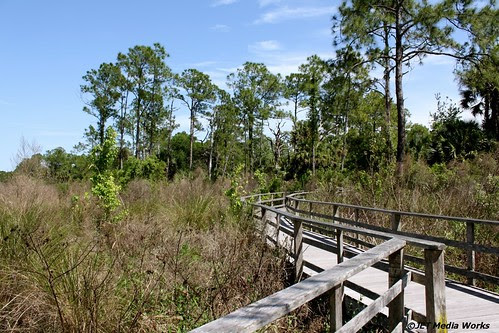 Corkscrew Swamp