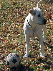 Zeus_babySoccer