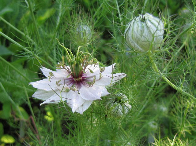 舎人野草園ニゲラ
