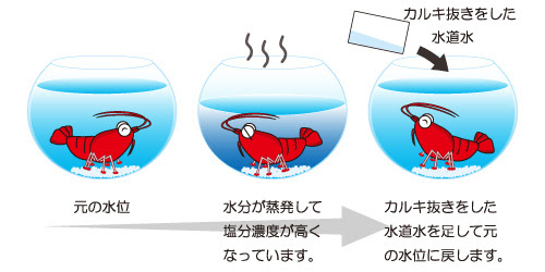 シュリンプ Petit Aqua プチアクア 神畑養魚株式会社