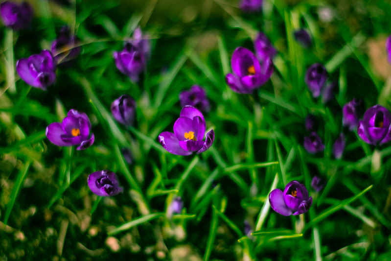 spring