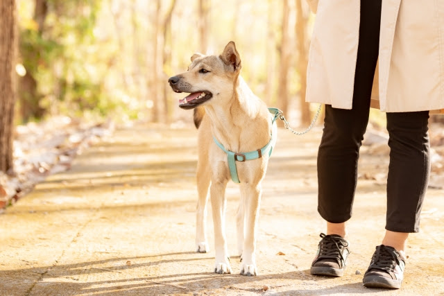 寒い冬場も犬の散歩は必要 冬の散歩の注意点や寒さ対策方法