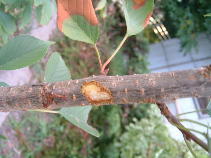 啓翁桜などを食べる害虫 ／ 桜の害虫 /bugs eat prunus