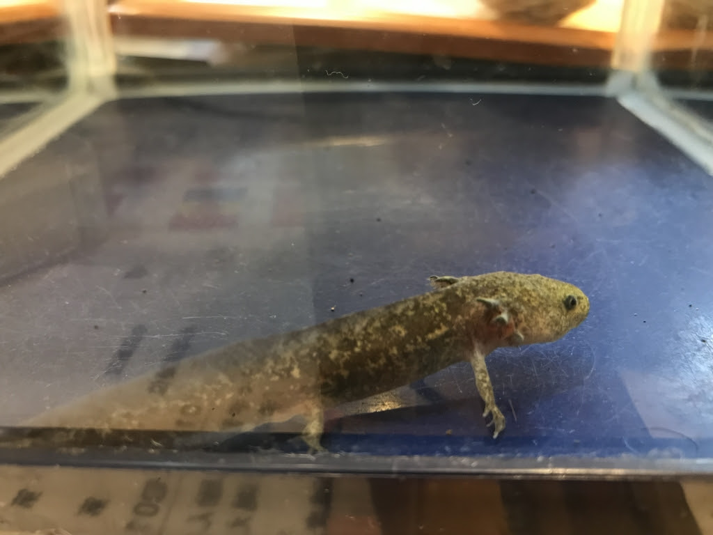 ウーパールーパー知っておくべき なりやすい4つの病気 オアシス便り 垂水オアシス動物病院