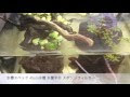 [最も好ましい] メダカ 混泳 種類 278176-メダカ 混泳 種類