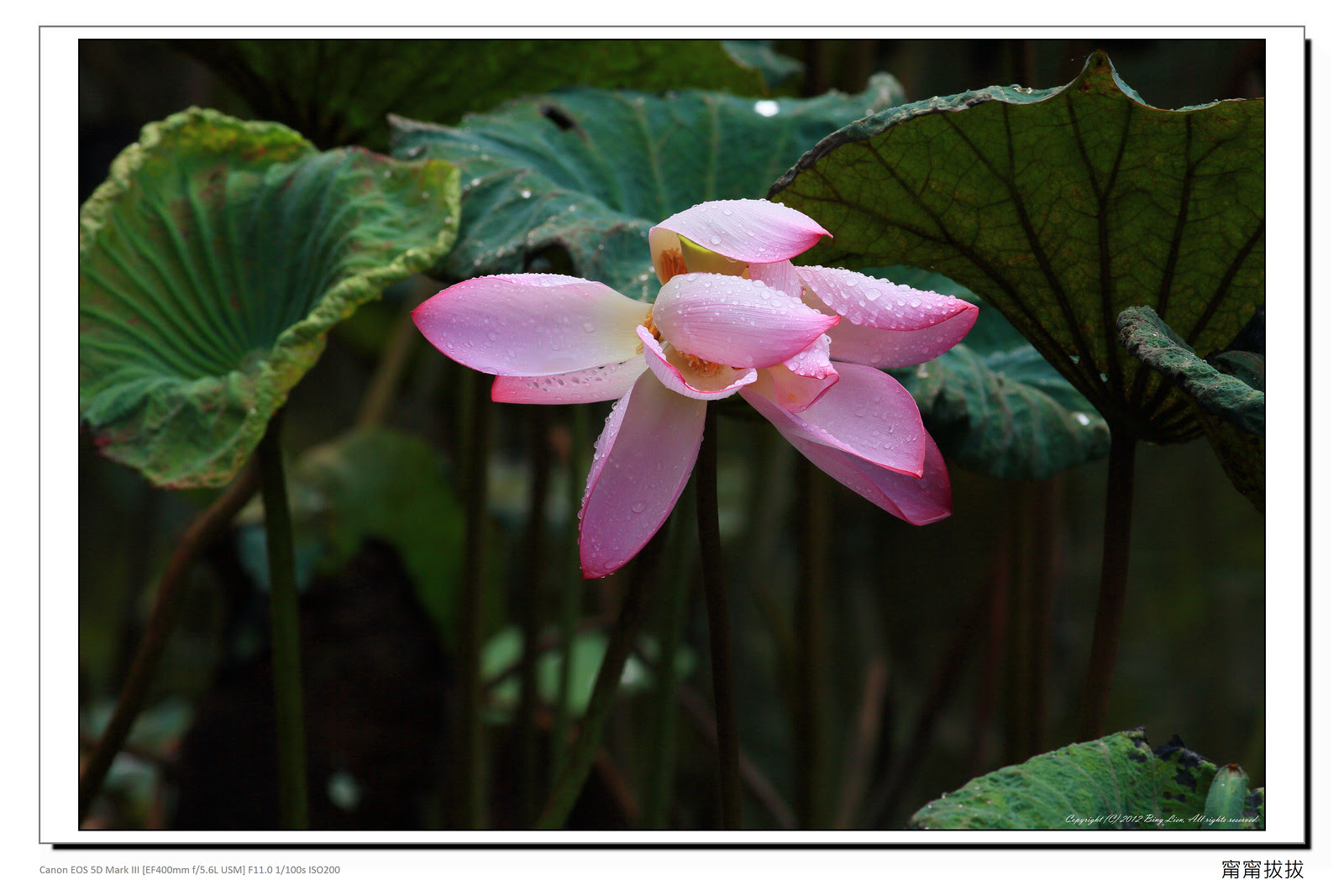 frame_BING0732