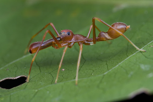 My 1st red ant-mimic spider...IMG_1291 copy