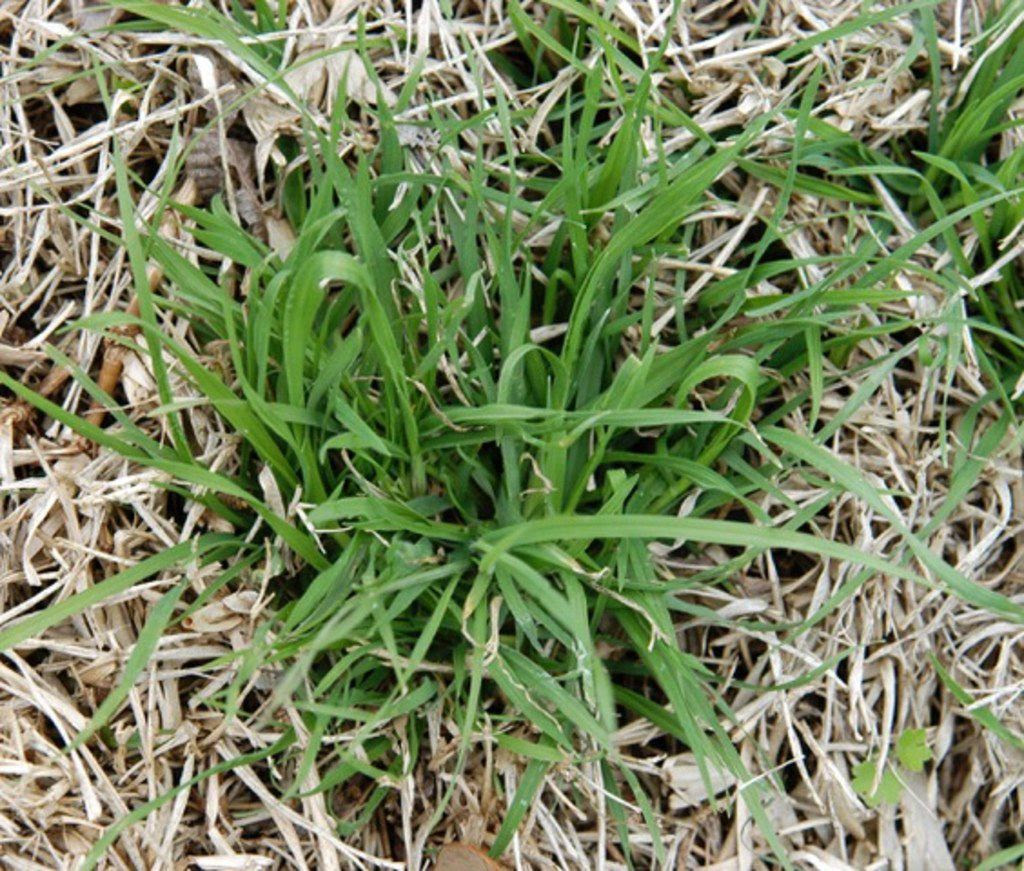 Winter Is The Right Time To Tackle Weeds The Organic Way