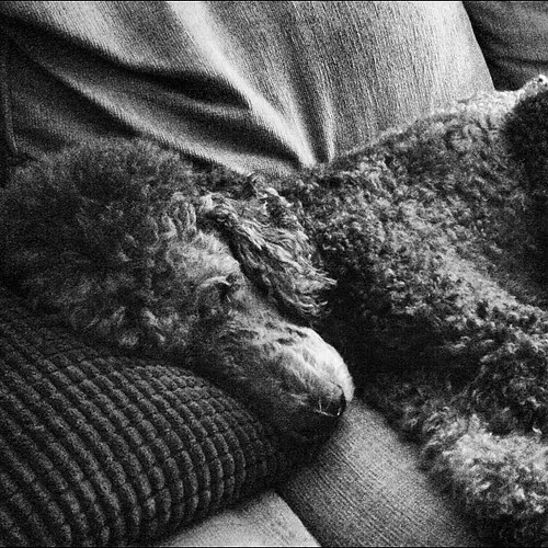 Why yes, that IS a freakishly large poodle making himself right at home on my sofa. Doesn't everybody have one??? (And no, I did not give him that pillow...he found it) #standardpoodle #spoiled