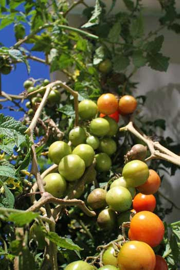 Aquaponics Tanks Brisbane | Aquaponics Blog