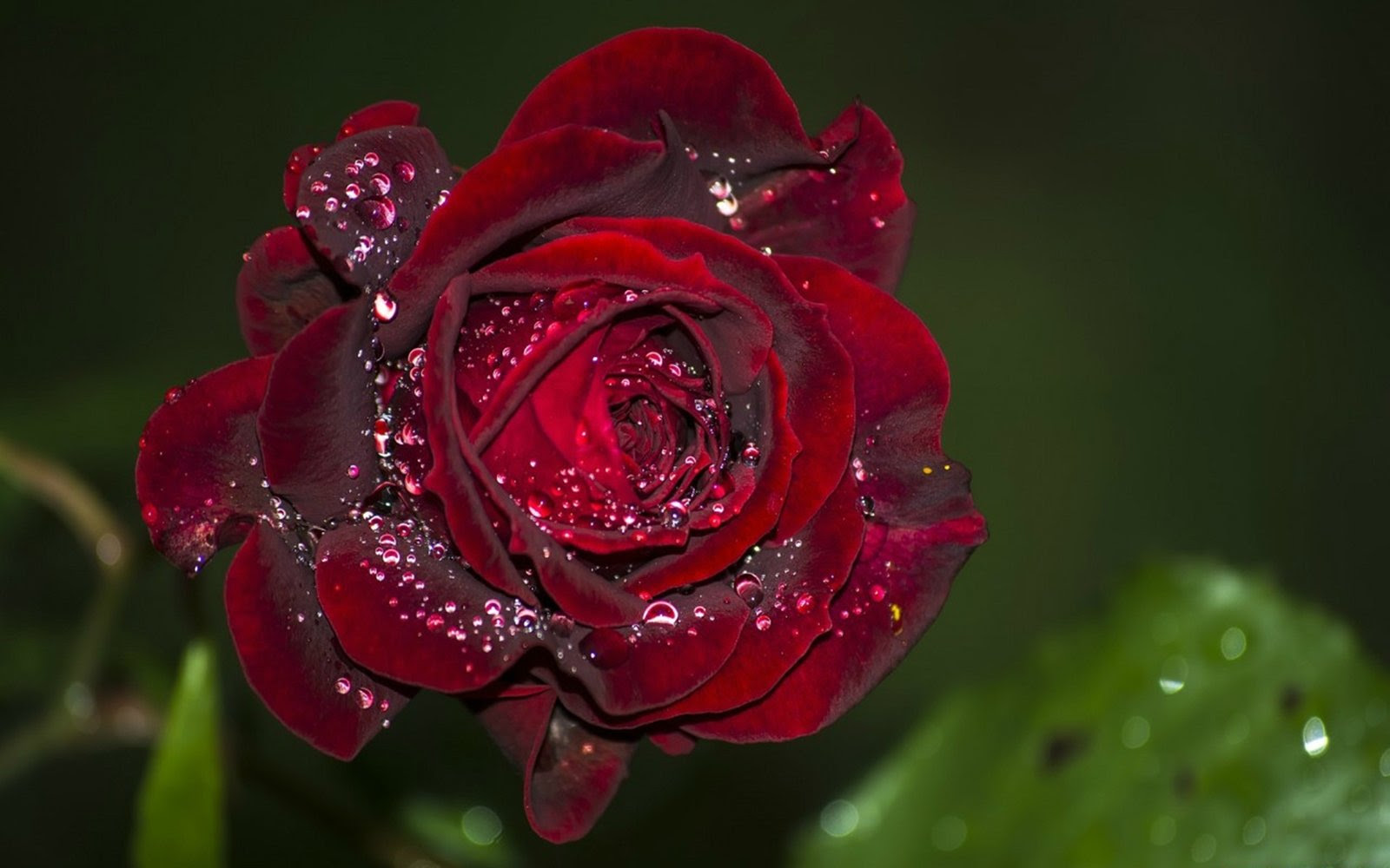 Flowers Red Rose Water Drops Flower Leaves High Quality ...