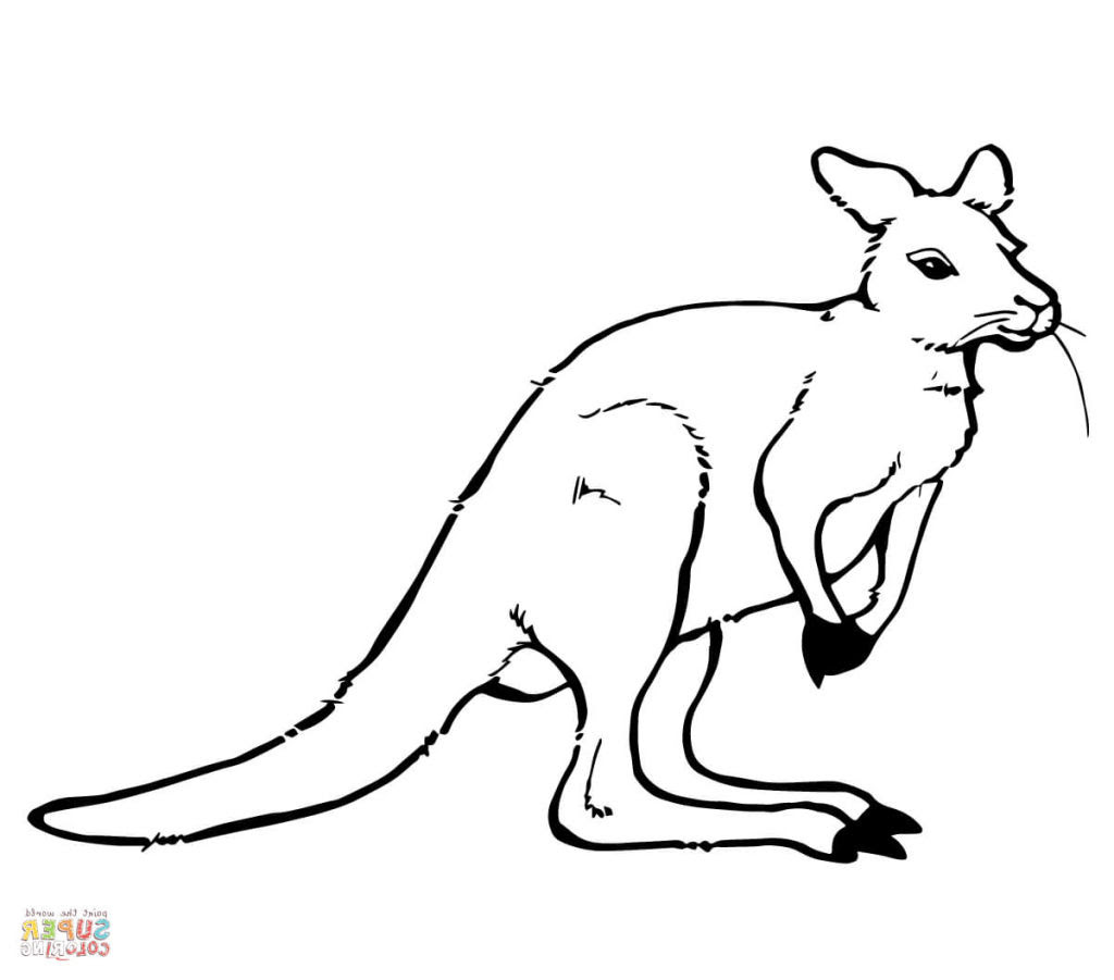 Download Kangaroo Coloring Page | Free download on ClipArtMag
