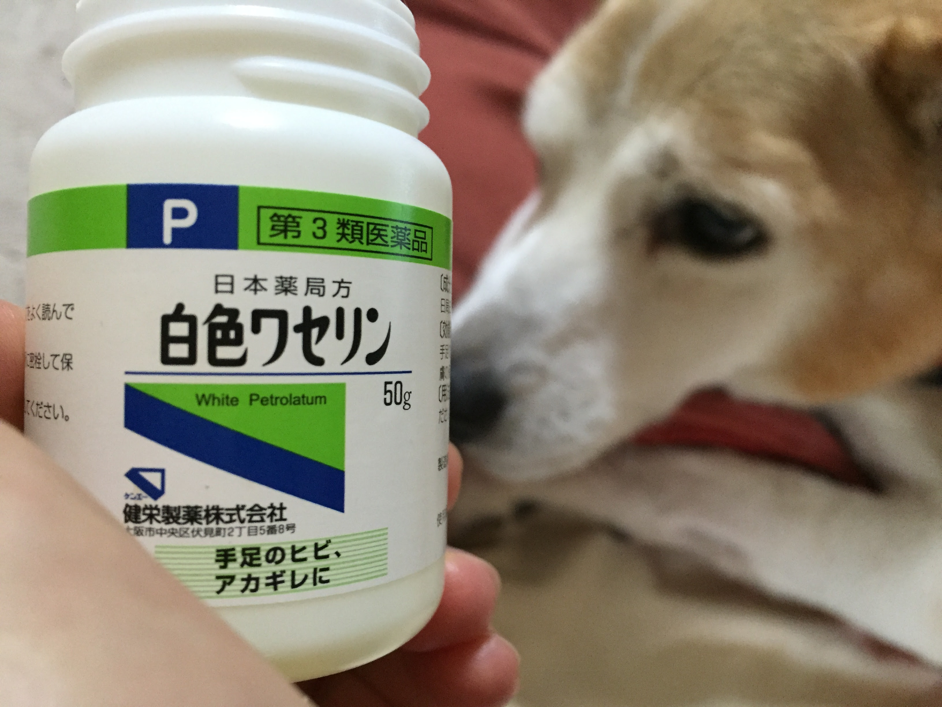 監督する 前売 オーチャード 犬 白色 ワセリン Akapera Net