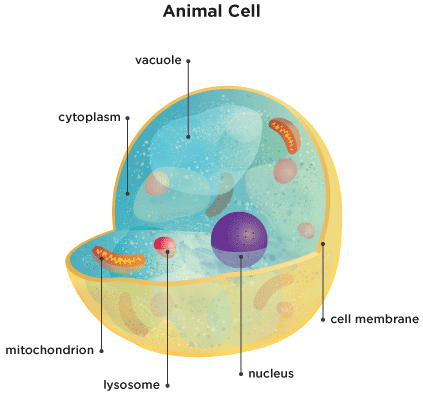 Bacteria: Science Lesson: Activity 1 of 3 | TV411