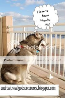 All God’s Creatures