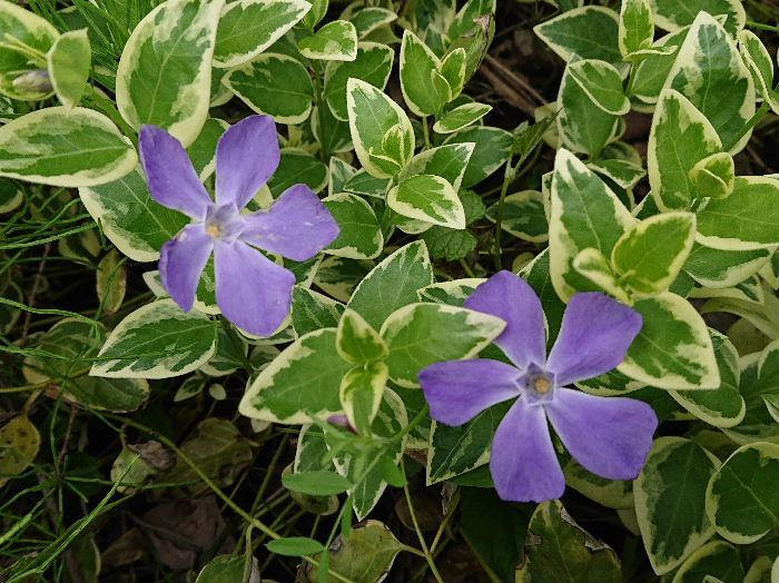 木の下の涼し気なところに星形のような５枚の花弁で薄紫色の ツルニチニチソウ が咲いています 根元からたくさんの茎を出して地を這うように広がり所々に花を咲かせます 春から梅雨時まで花を咲かせてくれ薄紫色の花は梅雨を感じさせてくれます マーちゃんの花暦